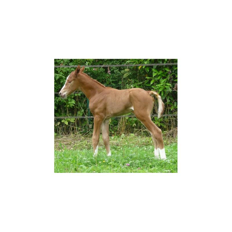 Naissance de la dernière pouliche de Charmeuse